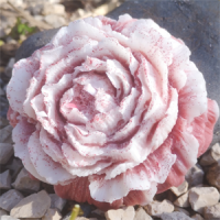 Rosa Brilhante